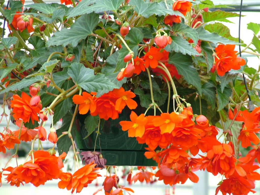 Premium Orange Gloxinia Flower seeds for Planting Long Bloom Season, Heirloom & GMO Free Seeds for Home Garden seeds