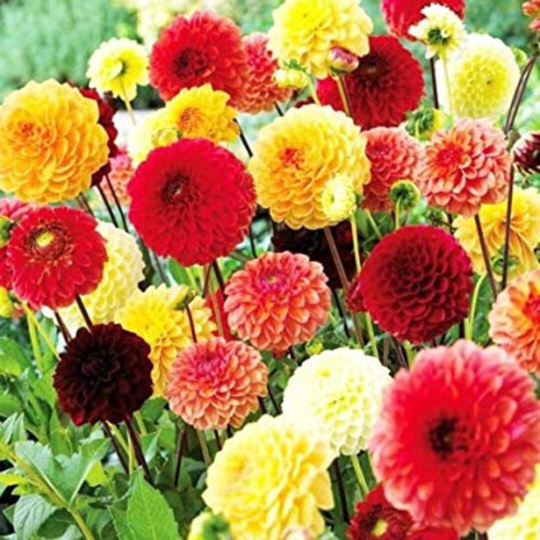 Premium Mix Dahlia Fantasy Flower seeds for Planting Drought Tolerant, Heirloom & GMO Free Seeds for Home Garden seeds
