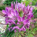 Pink Hatiora Rosea Flower seeds for Planting Pollinator Friendly, Heirloom & GMO Free Seeds for Home Garden seeds for planting