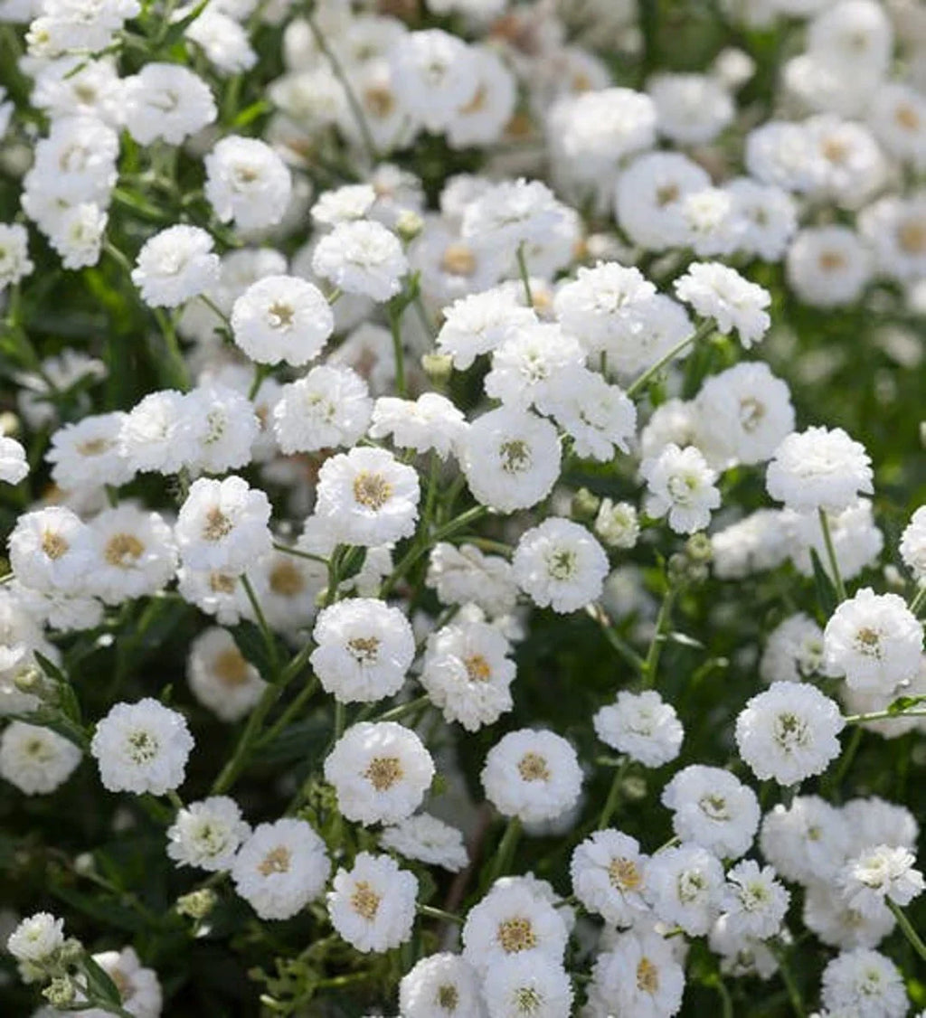 White Pellitory Flower seeds for Planting Premium Quality, Heirloom & GMO Free Seeds for Home Garden seeds for planting