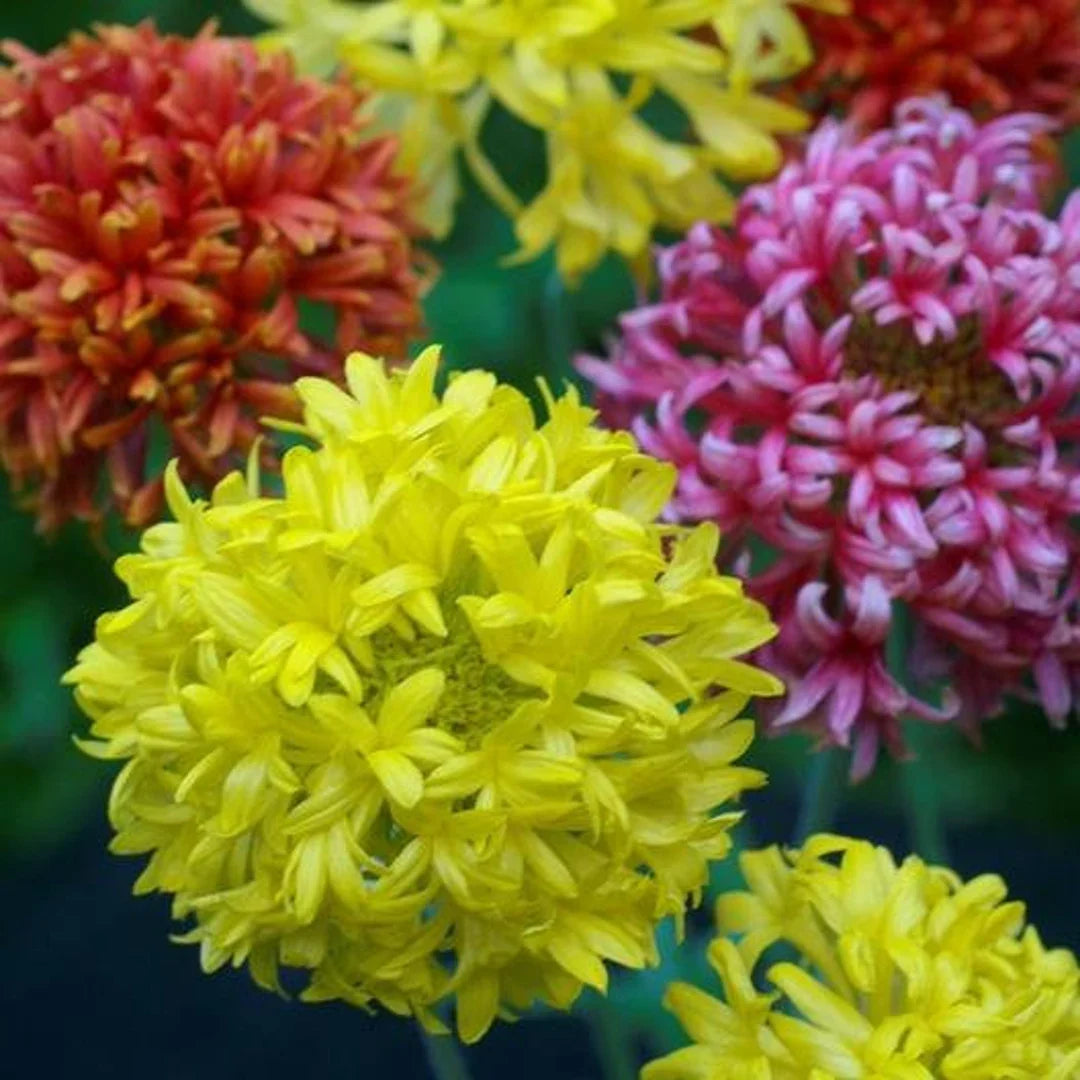 Premium Mixed Gaillardia Lorenziana Flower seeds for Planting Long Bloom Season, Heirloom & GMO Free Seeds for Home Garden seeds