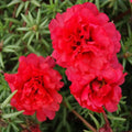 Paeonia Flower seeds for Planting Easy to Grow, Heirloom & GMO Free Seeds for Home Garden seeds for planting
