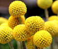 Yellow Balls or Craspedia Flower seeds for Planting Seasonal Bloomer, Heirloom & GMO Free Seeds for Home Garden seeds for planting