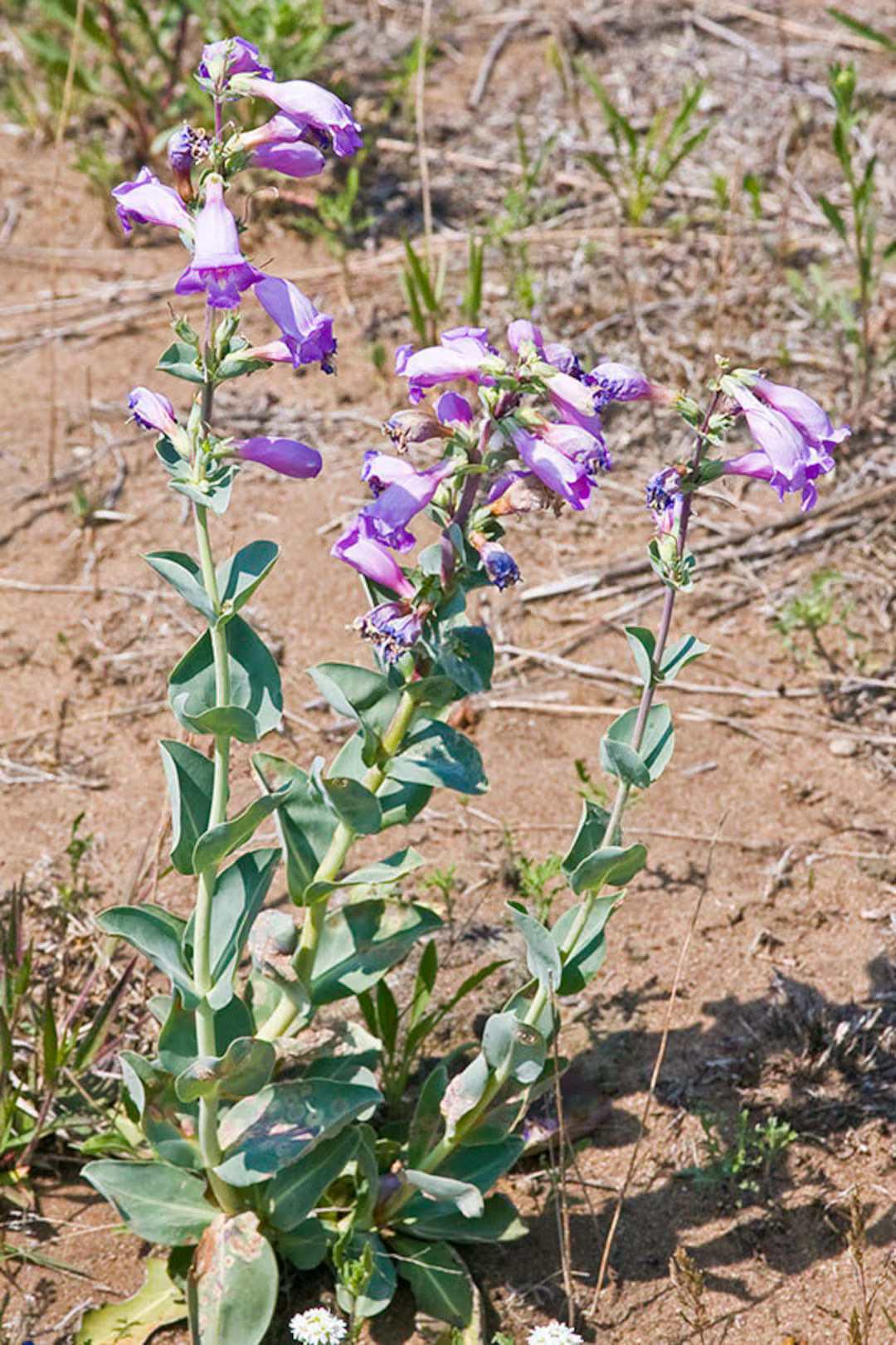 Penstemon Grandiflorus Flower seeds for Planting, Compact Growth Heirloom & GMO Free Seeds for Home Garden