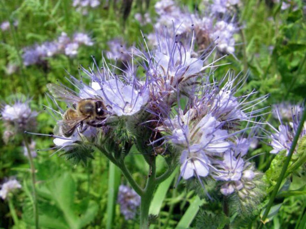 Fiddleneck Flower seeds for Planting Hardy Variety, Heirloom & GMO Free Seeds for Home Garden vegetable and garden seeds
