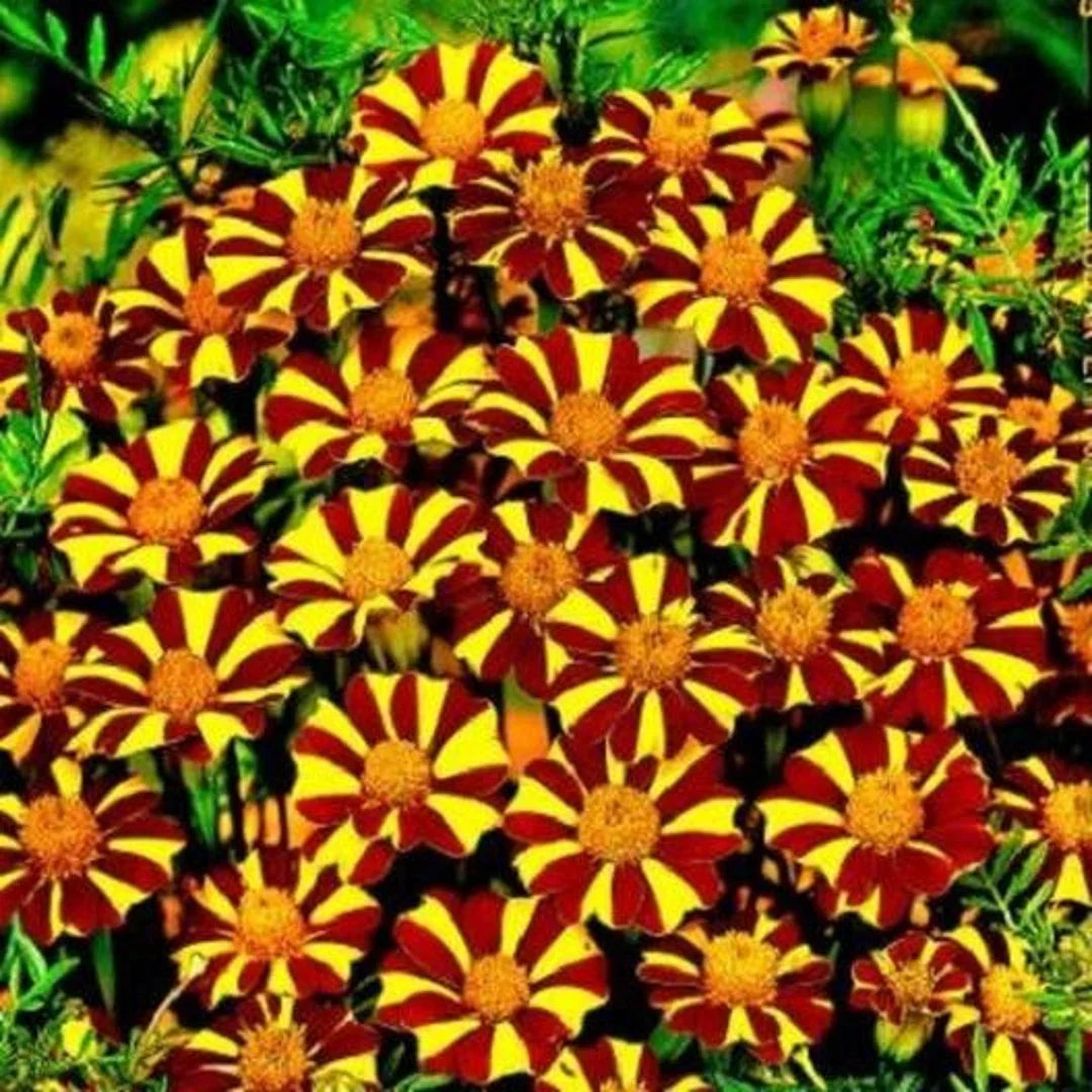 Marigold Jester Flower seeds for Planting Cut Flower Favorite Heirloom & GMO Free Seeds for Home Garden