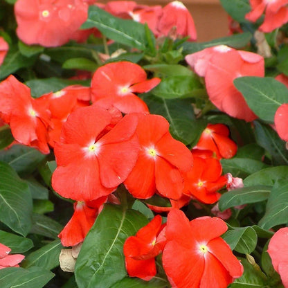 Orange Vinca Flower seeds for Planting - Colorful Display, Heirloom & GMO Free Seeds for Home Garden