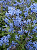 Blue Cynoglossum Amabile Flower seeds for Planting Cottage Garden Essential, Heirloom & GMO Free Seeds for Home Garden seeds for planting