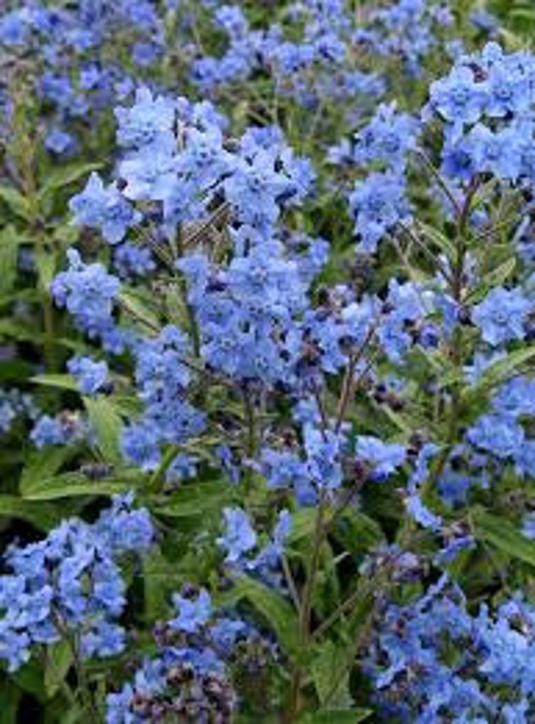 Blue Cynoglossum Amabile Flower seeds for Planting Cottage Garden Essential, Heirloom & GMO Free Seeds for Home Garden seeds for planting