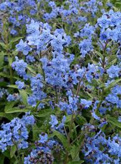 Blue Cynoglossum Amabile Flower seeds for Planting Cottage Garden Essential, Heirloom & GMO Free Seeds for Home Garden seeds for planting