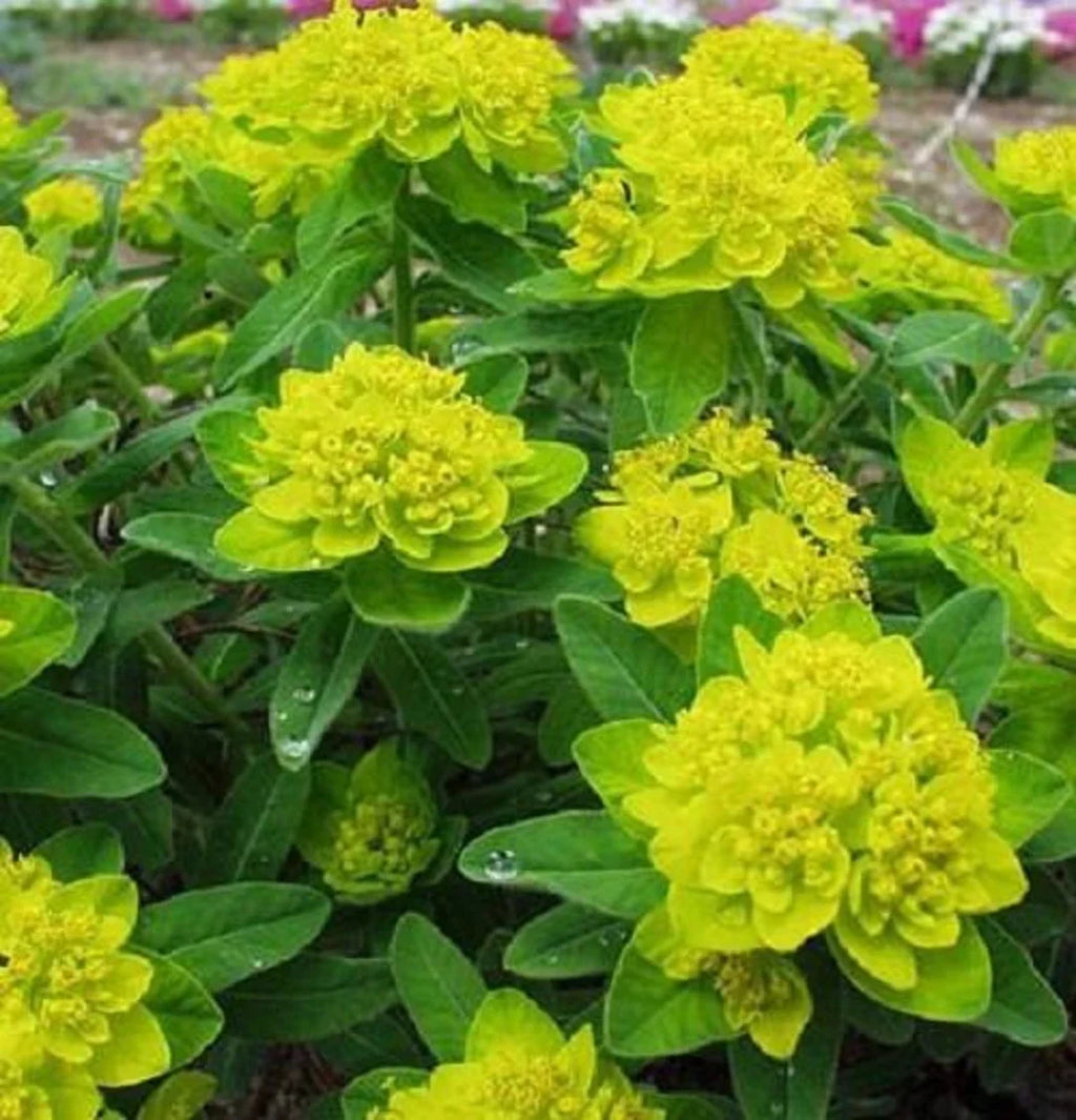 Yellow Euphorbia Polychroma Flower seeds for Planting Wildflower Mix, Heirloom & GMO Free Seeds for Home Garden vegetable and garden seeds