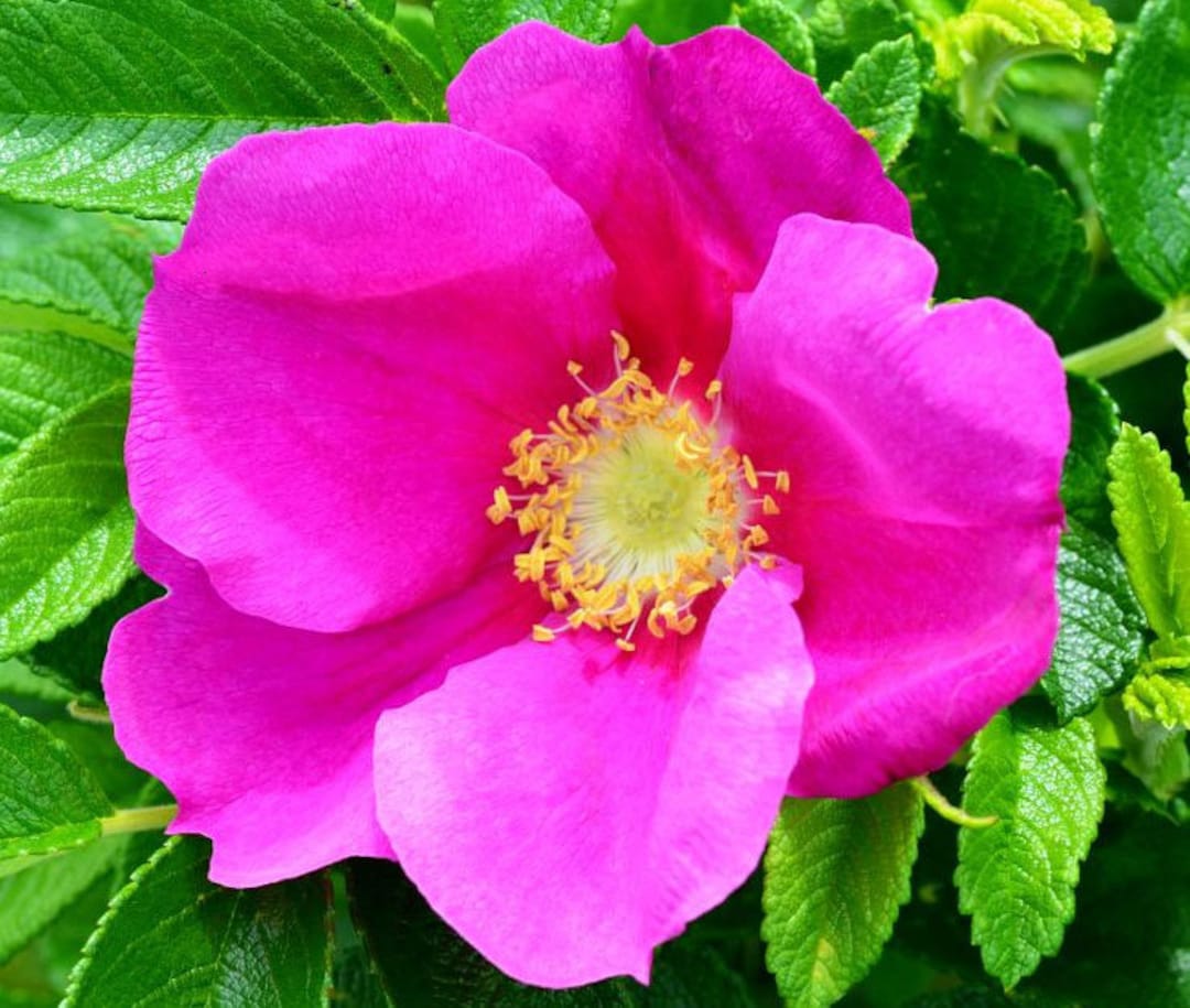 Premium Rugosa Flower seeds for Planting Compact Growth, Heirloom & GMO Free Seeds for Home Garden seeds