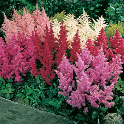 Mix (Mix Perennial) seeds for planting in home garden