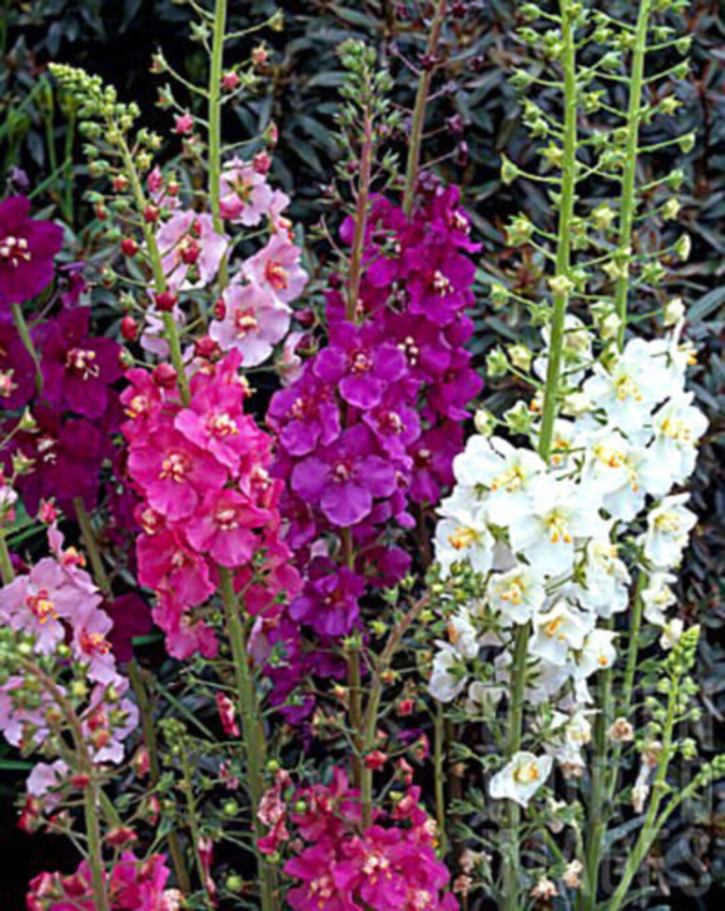 High quality Oxtail Verbascum Flower seeds for Planting Premium Quality Heirloom & GMO Free Seeds for Home Garden seeds pack