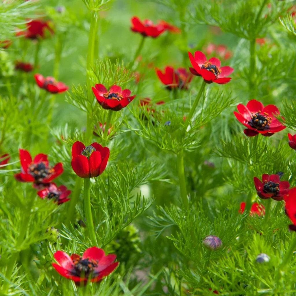 Adonis Flower seeds for Planting Garden Favorite, Heirloom & GMO Free Seeds for Home Garden vegetable and garden seeds