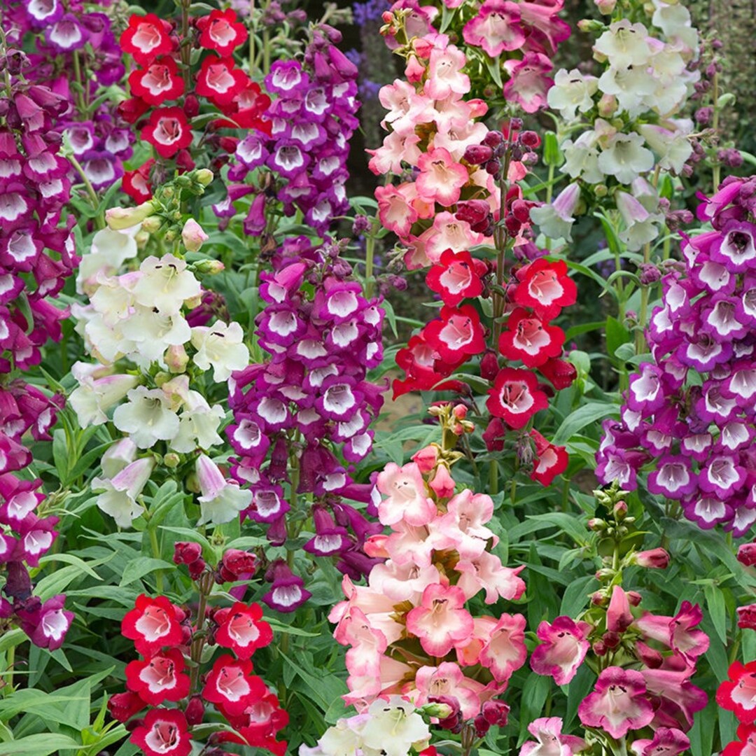 Premium Mixed Penstemon Flower seeds for Planting Cut Flower Favorite, Heirloom & GMO Free Seeds for Home Garden seeds