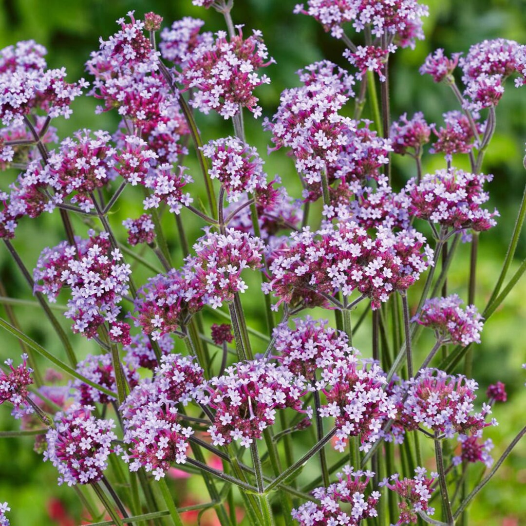 Premium Lavender Vervain Flower seeds for Planting Perfect for Borders, Heirloom & GMO Free Seeds for Home Garden seeds