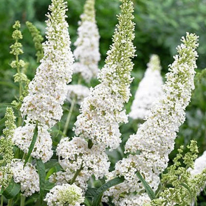 White Buddleja Flower seeds for Planting Garden Favorite Heirloom & GMO Free Seeds for Home Garden