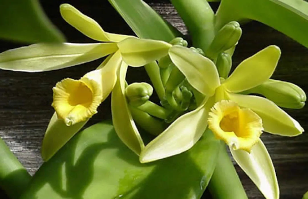 Premium Vanilla Orchid Flower seeds for Planting Easy to Grow, Heirloom & GMO Free Seeds for Home Garden seeds