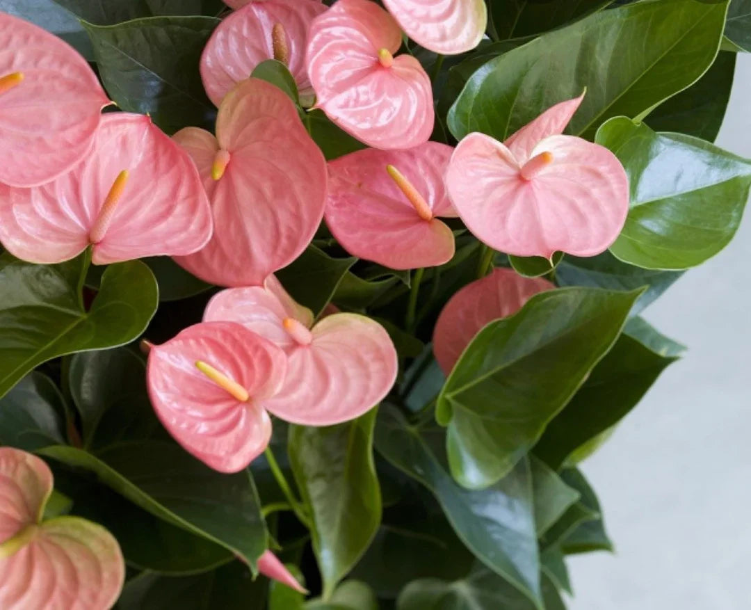 Anthurium (Anthurium Andraeanu) seeds for planting in home garden