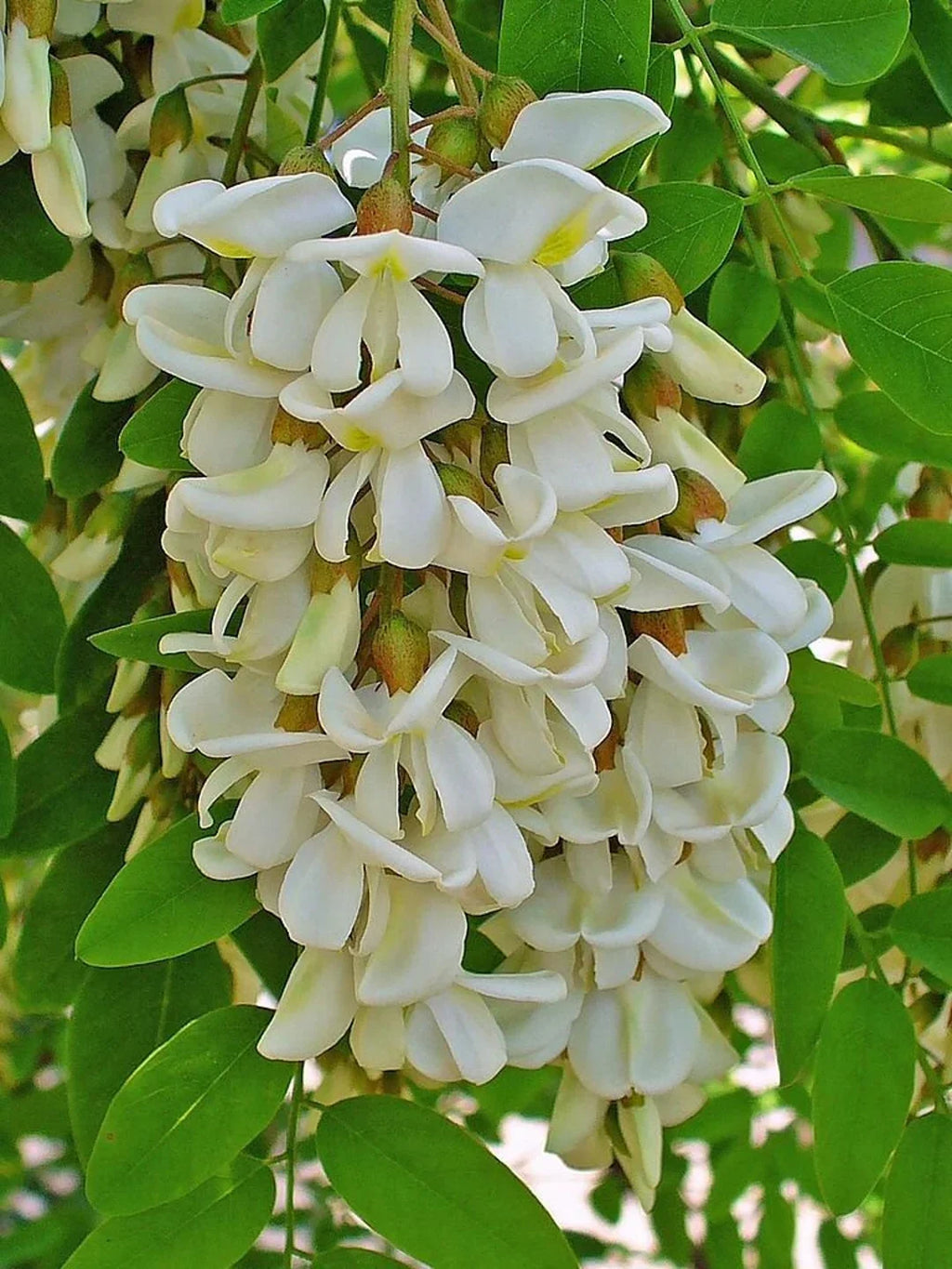 Robinia Flower seeds for Planting Long Bloom Season, Heirloom & GMO Free Seeds for Home Garden seeds for planting