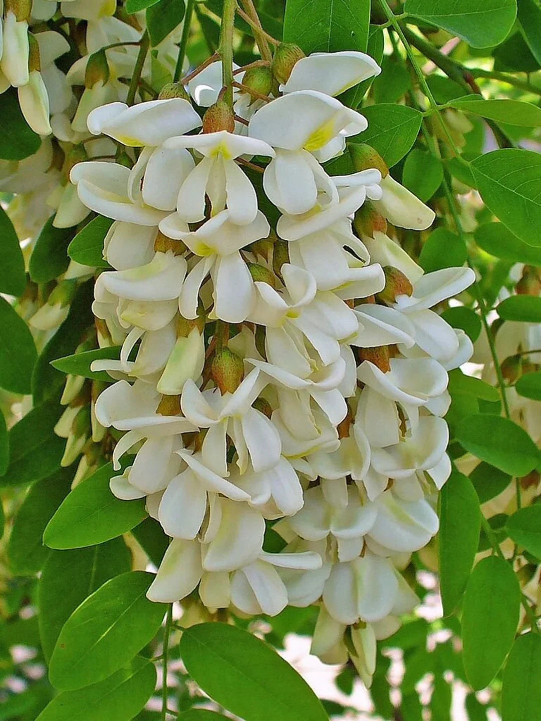 Robinia Flower seeds for Planting Long Bloom Season, Heirloom & GMO Free Seeds for Home Garden seeds for planting