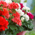 Red White Geraniums Flower seeds for Planting Seasonal Bloomer, Heirloom & GMO Free Seeds for Home Garden seeds for planting