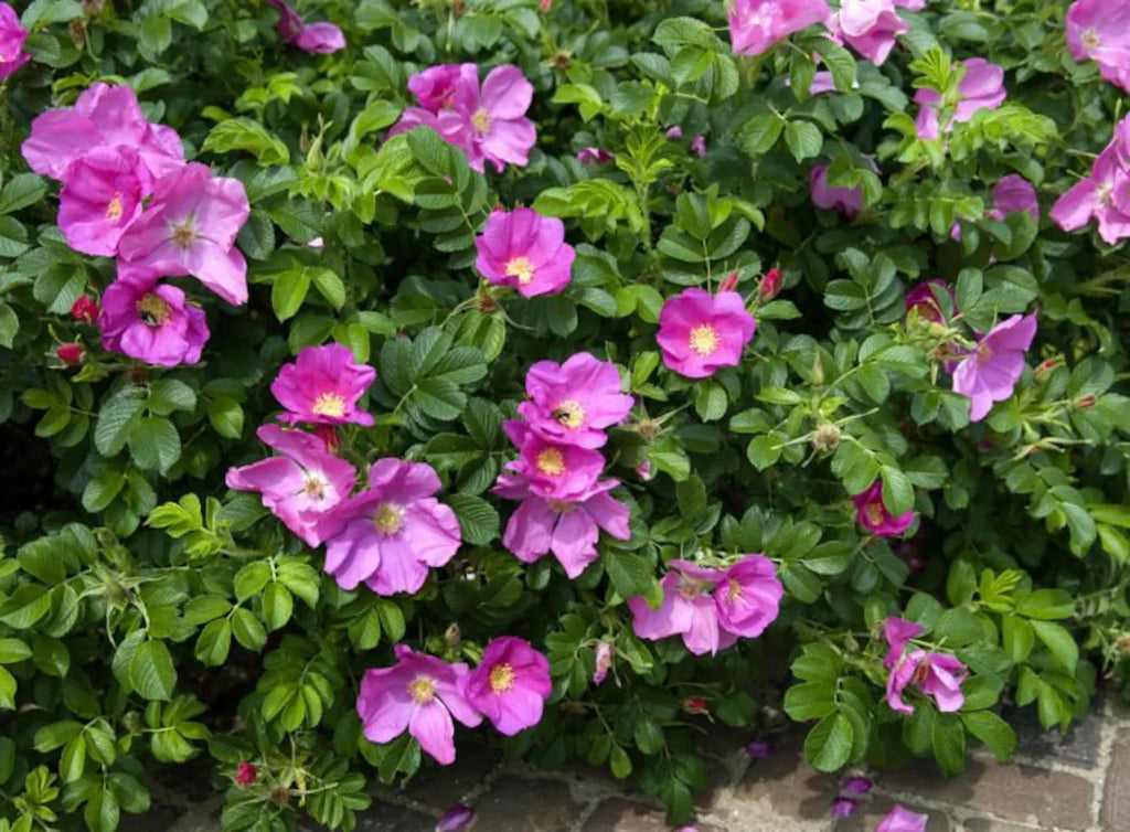 Rosa Rugosa Flower seeds for Planting Low Maintenance, Heirloom & GMO Free Seeds for Home Garden vegetable and garden seeds