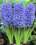 Sky Blue Hyacinthus Orientalis Flower seeds for Planting Cut Flower Favorite, Heirloom & GMO Free Seeds for Home Garden seeds for planting