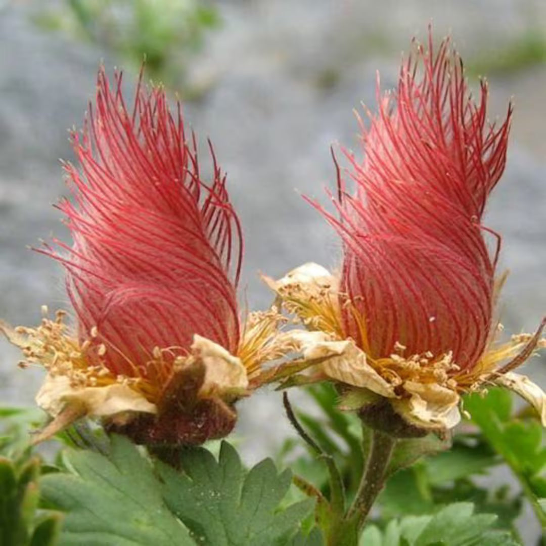 Heirloom Geum Reptans Flower seeds for Planting Colorful Display Heirloom & GMO Free Seeds for Home Garden