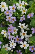 White Bacopa Utopia Flower seeds for Planting Vibrant Colors, Heirloom & GMO Free Seeds for Home Garden seeds for planting