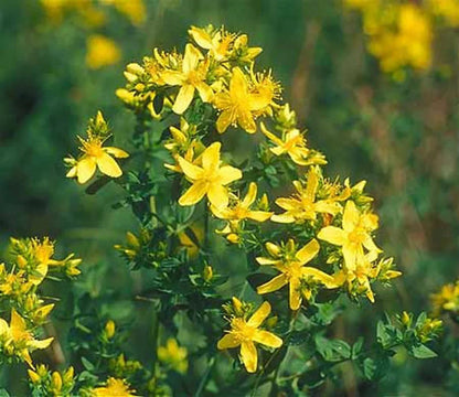 Heirloom Hypericum Flower seeds for Planting Hardy Variety Heirloom & GMO Free Seeds for Home Garden