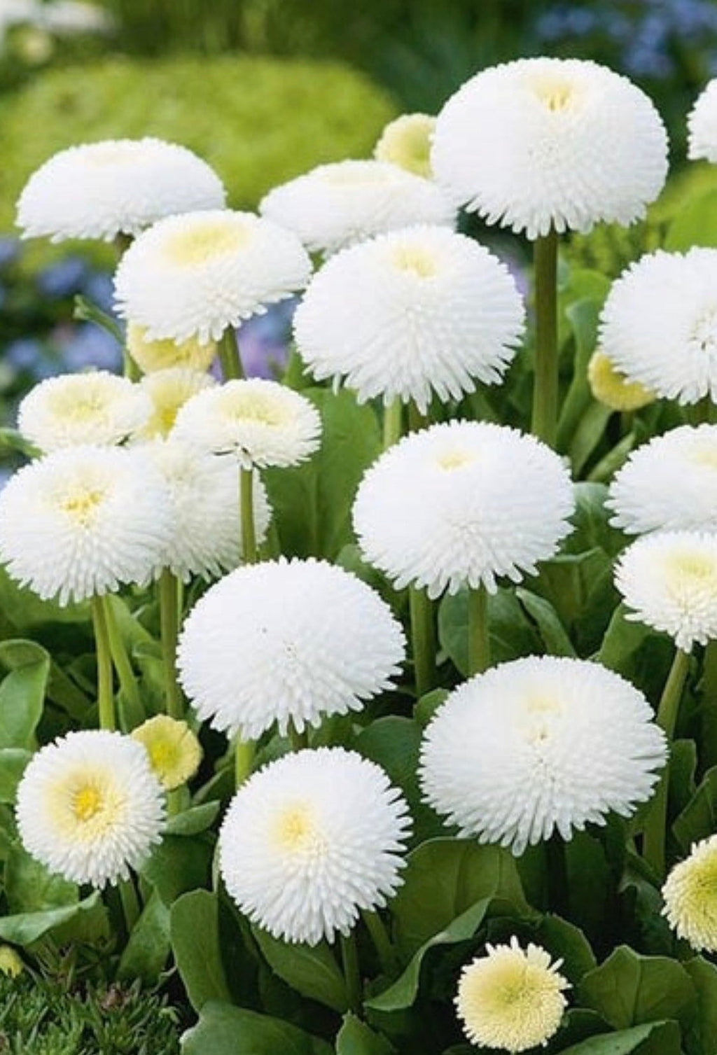 White Bellis Flower seeds for Planting Cottage Garden Essential, Heirloom & GMO Free Seeds for Home Garden vegetable and garden seeds