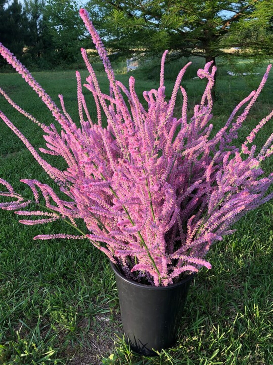 Limonium Suworowii Flower seeds for Planting Garden Favorite Heirloom & GMO Free Seeds for Home Garden