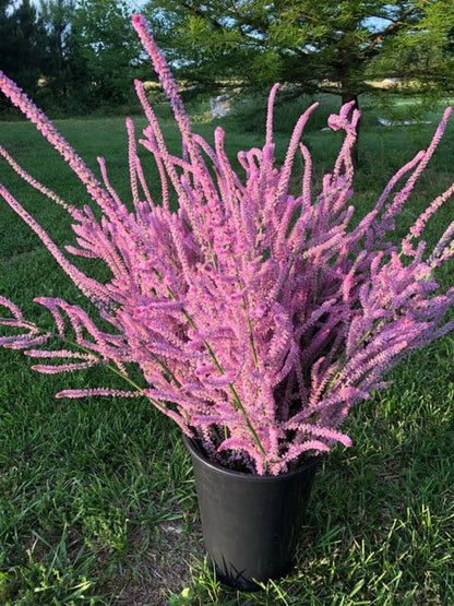 Limonium Suworowii Flower seeds for Planting Garden Favorite Heirloom & GMO Free Seeds for Home Garden