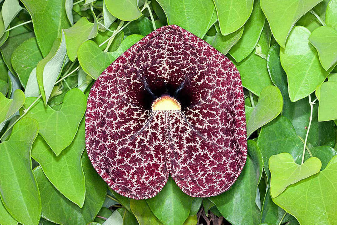 Aristolochia Elegans Flower seeds for Planting Hardy Variety Heirloom & GMO Free Seeds for Home Garden