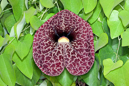 Aristolochia Elegans Flower seeds for Planting Hardy Variety Heirloom & GMO Free Seeds for Home Garden