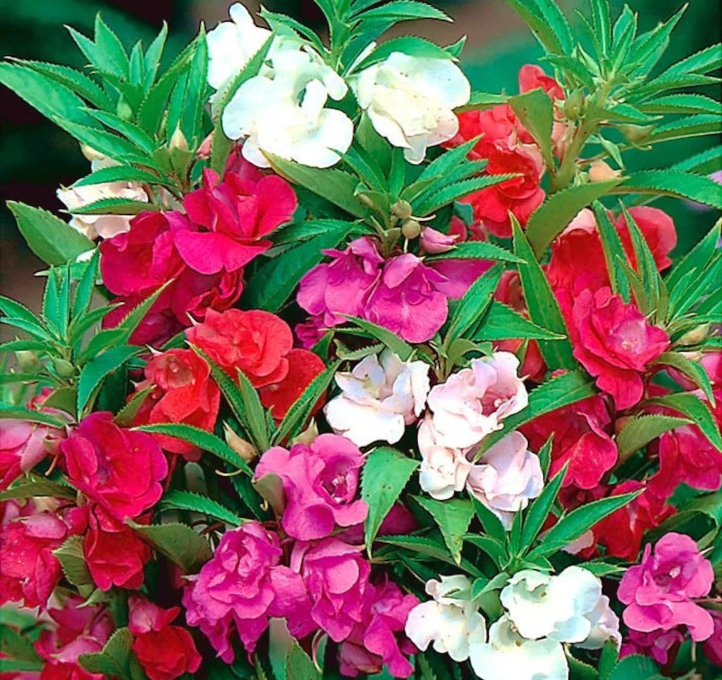 Premium Double Camellia Mixed Flower seeds for Planting Wildflower Mix, Heirloom & GMO Free Seeds for Home Garden seeds