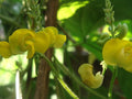 Dolichos Biflorus Flower seeds for Planting Pollinator Friendly, Heirloom & GMO Free Seeds for Home Garden seeds for planting
