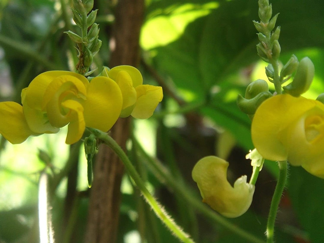 Dolichos Biflorus Flower seeds for Planting Pollinator Friendly, Heirloom & GMO Free Seeds for Home Garden seeds for planting