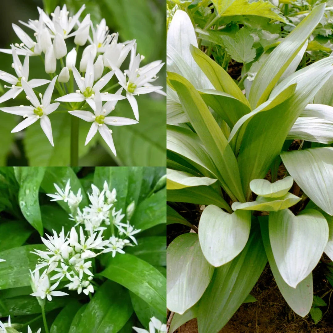 Ramp / Wild Leek (Allium tricoccum) Vegetable Herb Shade Flower Seeds