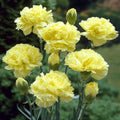 Yellow Caryophyllus Flower seeds for Planting Long Bloom Season, Heirloom & GMO Free Seeds for Home Garden seeds for planting
