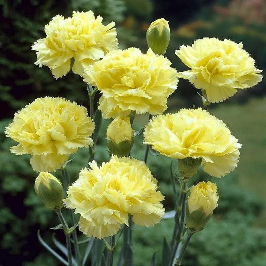 Light Yellow Carnation Flower Seeds for Easy Planting