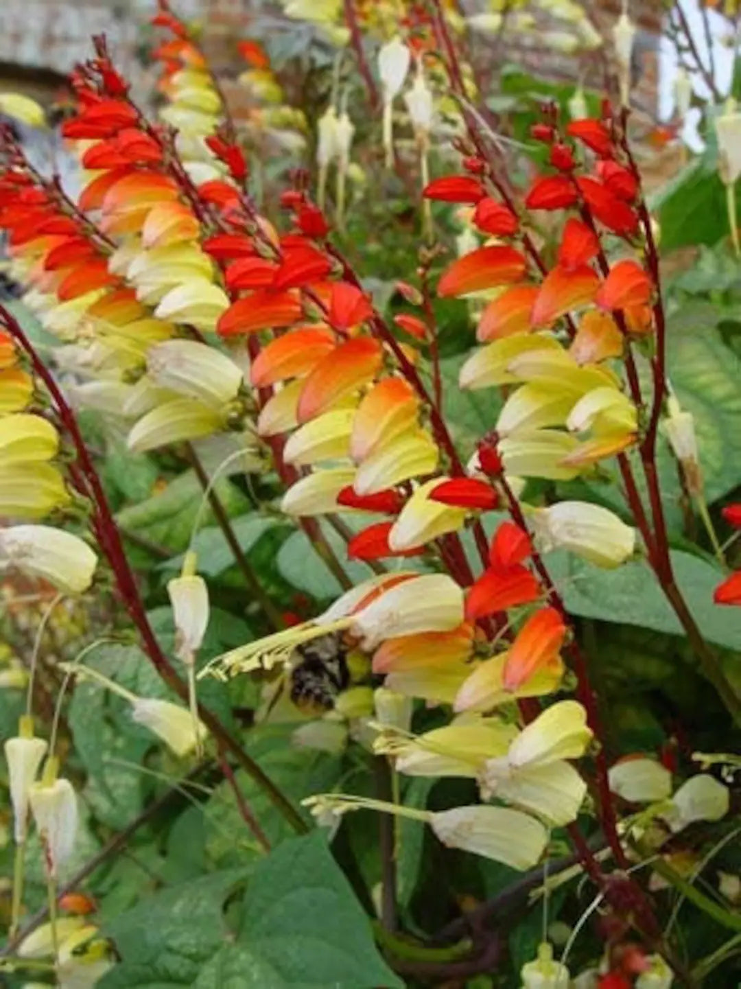 Mina Lobata Flower seeds for Planting Bright Blooms Heirloom & GMO Free Seeds for Home Garden