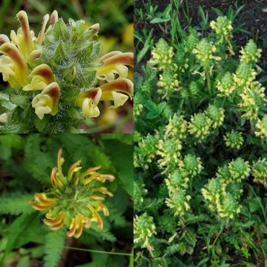 High quality Lousewort Flower seeds for Planting Perfect for Borders, Heirloom & GMO Free Seeds for Home Garden seeds pack
