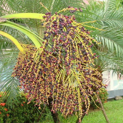 Pygmy Date Palm (Phoenix Roebelenii) Dwarf Miniature Ornamental Fruit Tree Houseplant Seeds