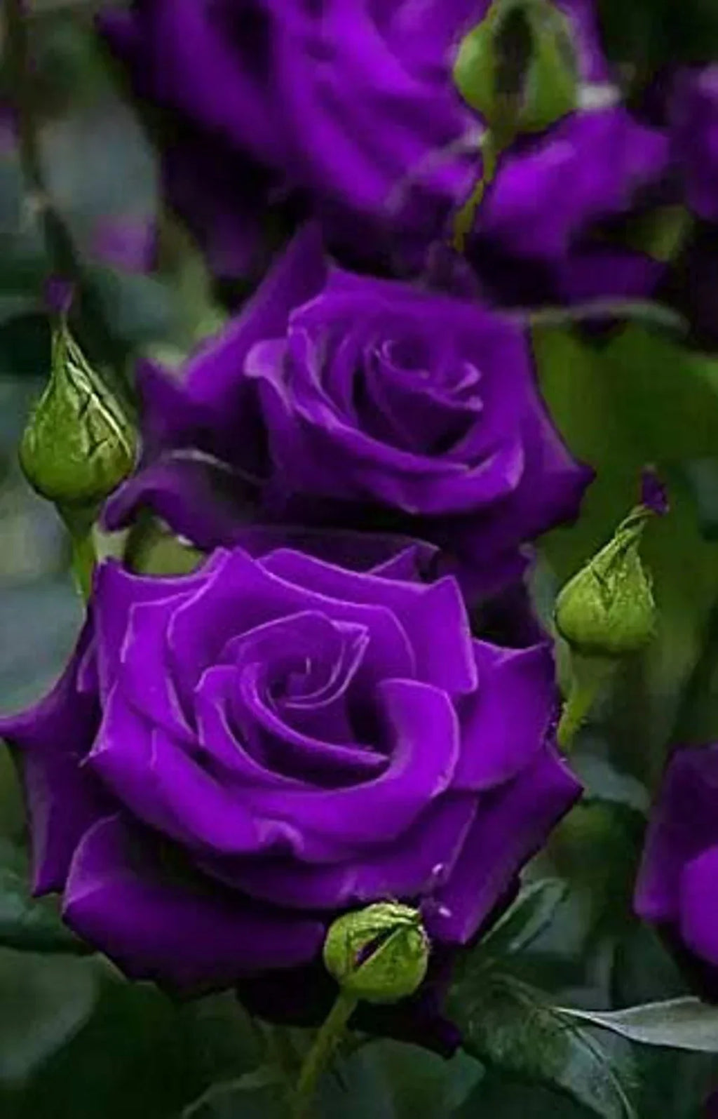 Thick Purple Flower seeds for Planting Fragrant Blossoms, Heirloom & GMO Free Seeds for Home Garden vegetable and garden seeds