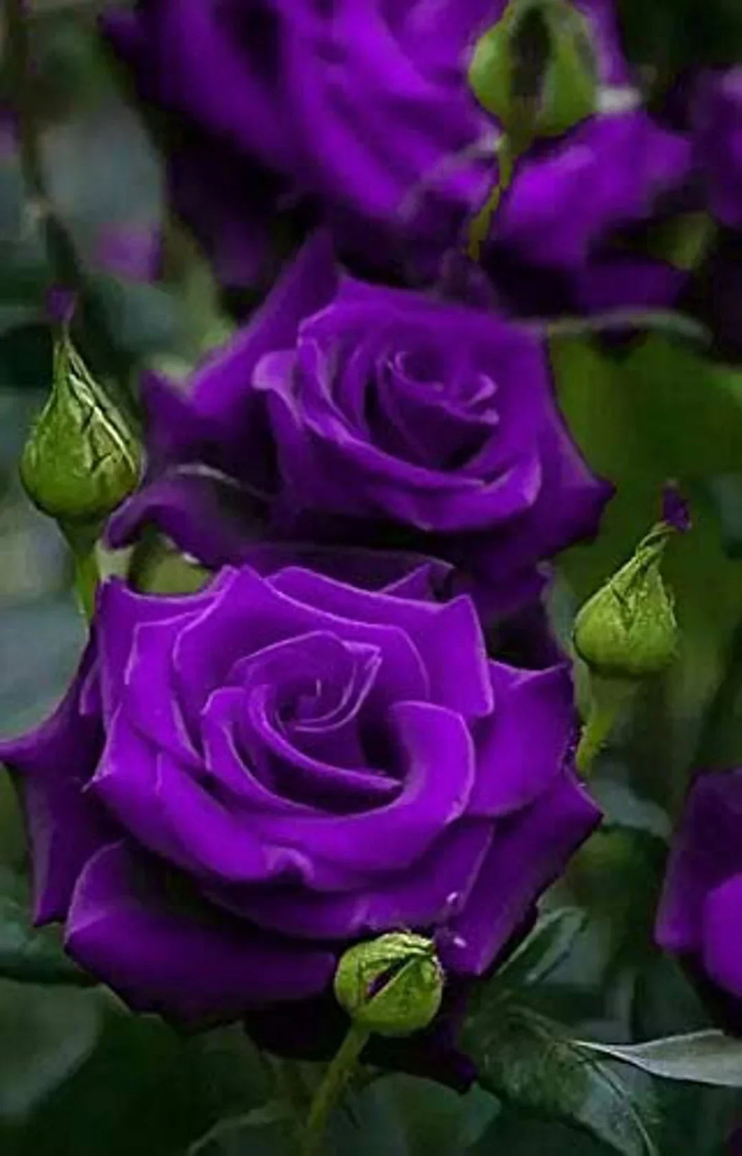 Thick Purple Flower seeds for Planting Fragrant Blossoms, Heirloom & GMO Free Seeds for Home Garden vegetable and garden seeds