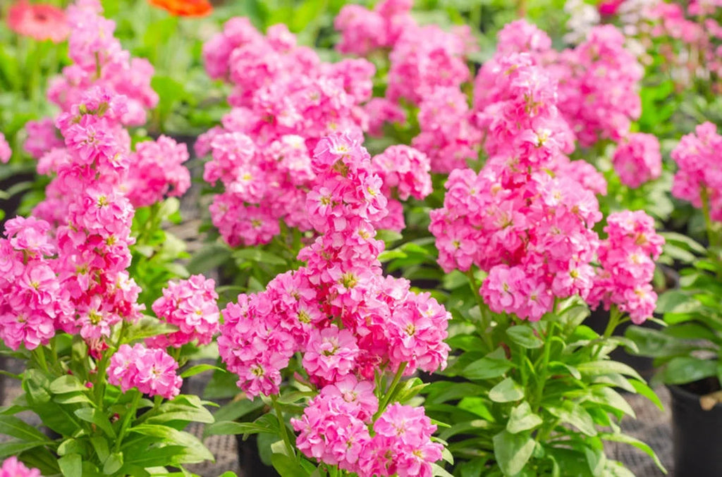 Premium Pink Matthiola Incana Flower seeds for Planting Long Bloom Season, Heirloom & GMO Free Seeds for Home Garden seeds
