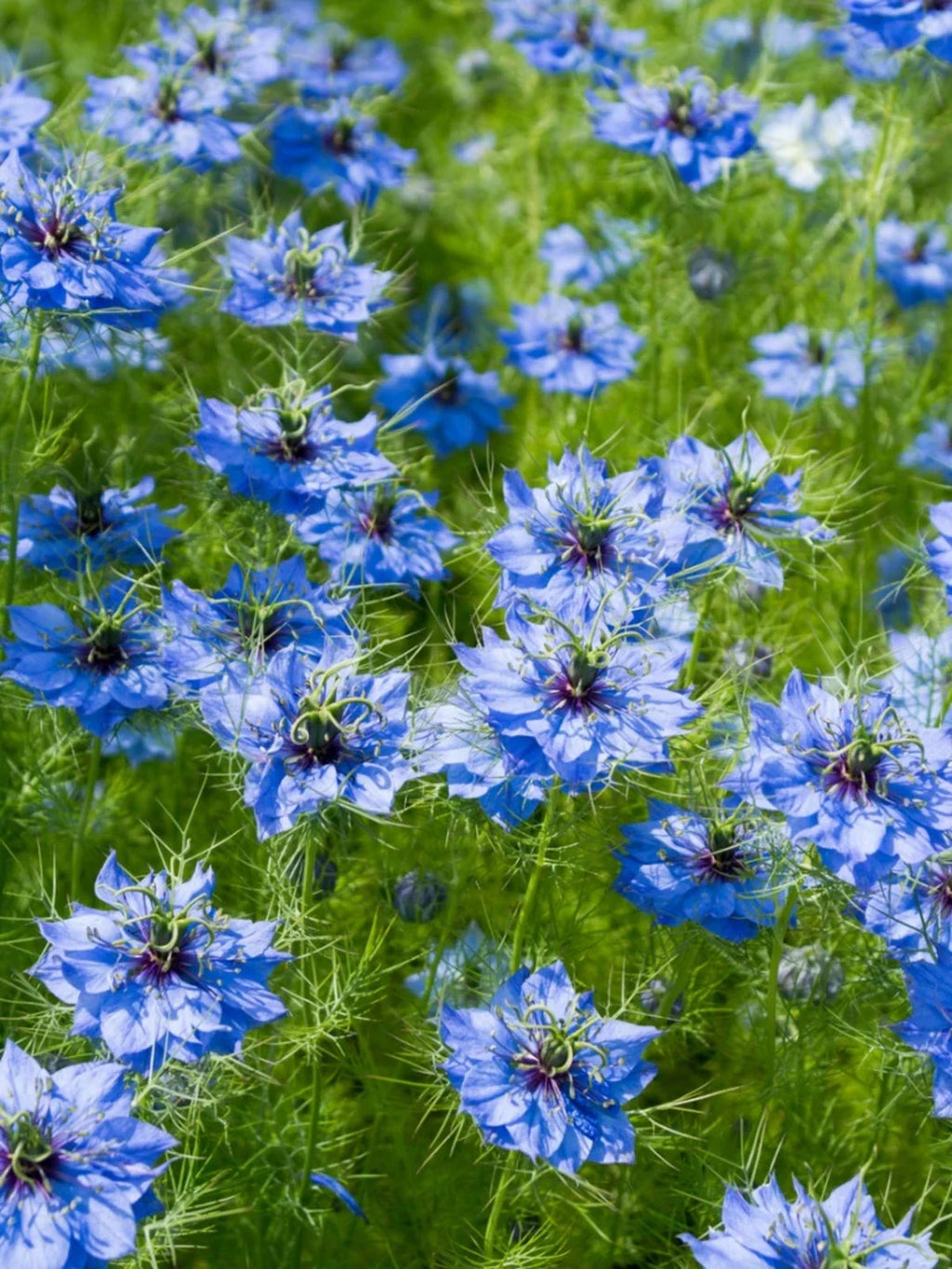 Blue Nigella Jekyll Flower seeds for Planting Bright Blooms, Heirloom & GMO Free Seeds for Home Garden vegetable and garden seeds
